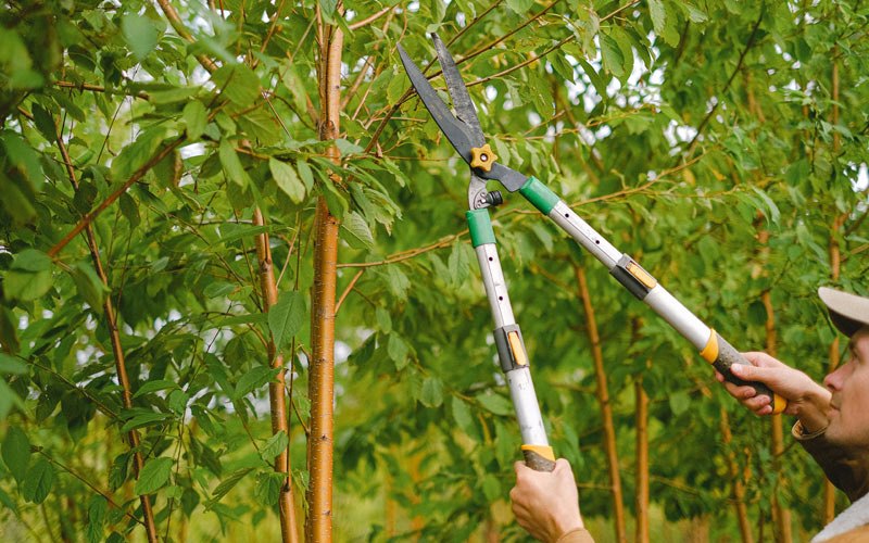 Tree trimming in Rougon, LA